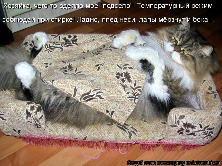 Хозяйка, чего-то одеяло моё "подсело"! Температурный режим соблюдай при стирке! Ладно, плед неси, лап... Котоматрица: Хозяйка, чего-то одеяло моё "подсело"! Температурный режим соблюдай при стирке! Ладно, плед неси, лапы мёрзнут и бока...