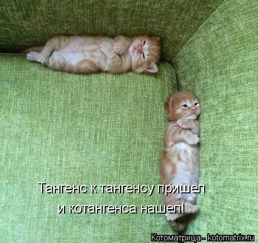 Тангенс к тангенсу пришел и котангенса нашел!... Котоматрица: Тангенс к тангенсу пришел и котангенса нашел!