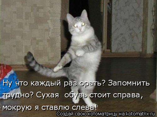 мокрую я ставлю слева! Ну что каждый раз орать? Запомнить трудно? Сухая обувь стоит справа,... Котоматрица: мокрую я ставлю слева! Ну что каждый раз орать? Запомнить трудно? Сухая обувь стоит справа,