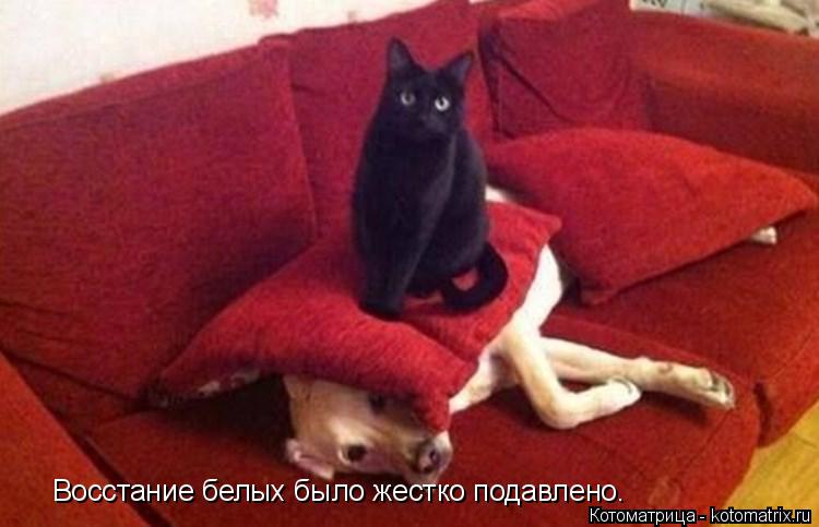Восстание белых было жестко подавлено.... Котоматрица: Восстание белых было жестко подавлено.