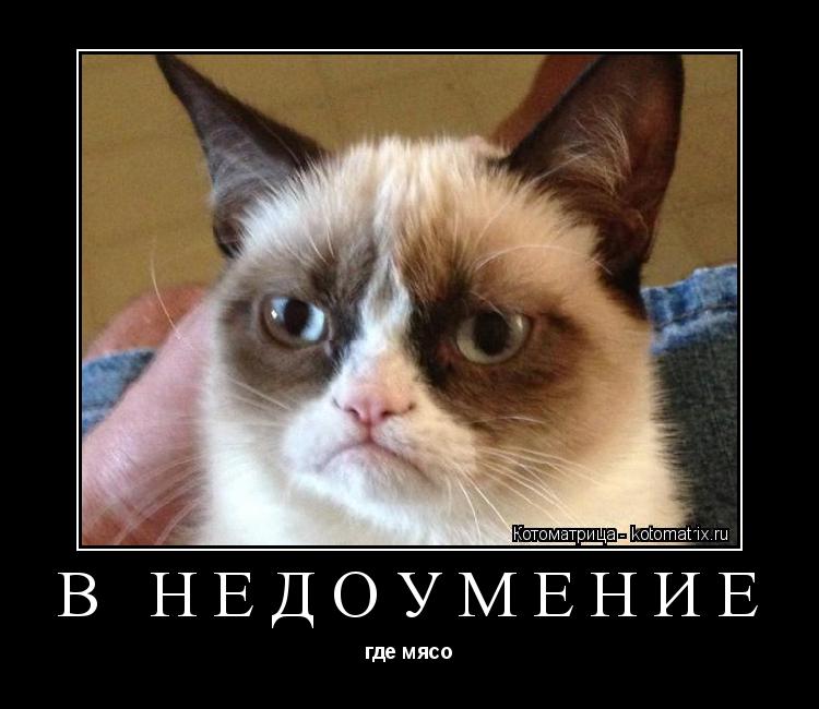 В НЕДОУМЕНИЕ где мясо... Котоматрица: В НЕДОУМЕНИЕ где мясо