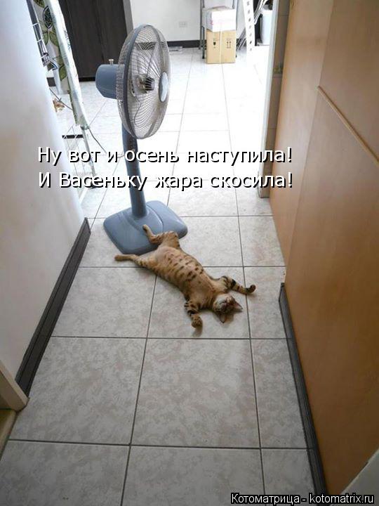 И Васеньку жара скосила! Ну вот и осень наступила!... Котоматрица: И Васеньку жара скосила! Ну вот и осень наступила!