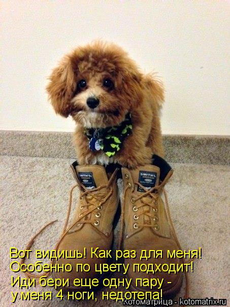 Вот видишь! Как раз для меня! Особенно по цвету подходит! Иди бери еще одну пару - у меня 4 ноги, нед... Котоматрица: Вот видишь! Как раз для меня! Особенно по цвету подходит! Иди бери еще одну пару - у меня 4 ноги, недотепа!