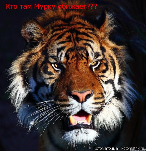 Кто там Мурку обижает???... Котоматрица: Кто там Мурку обижает???
