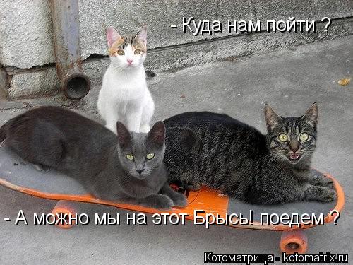 - Куда нам пойти ? - А можно мы на этот Брысь! поедем ?... Котоматрица: - Куда нам пойти ? - А можно мы на этот Брысь! поедем ?