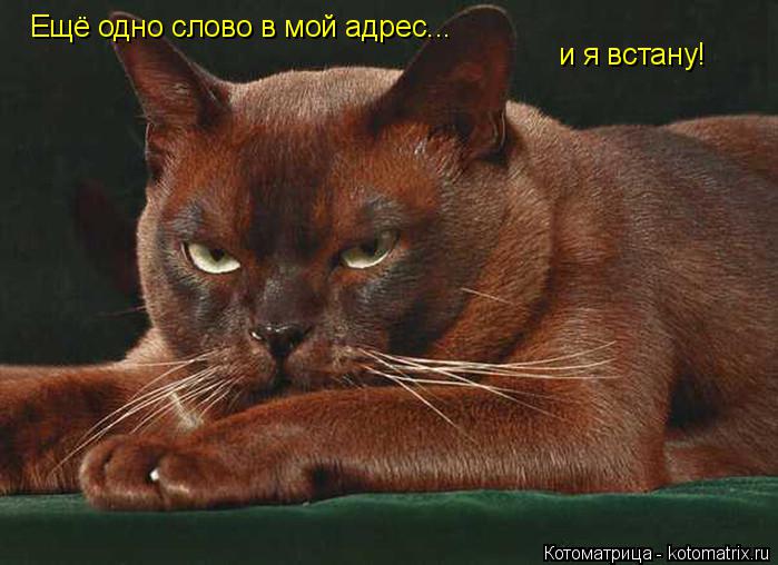 Ещё одно слово в мой адрес... и я встану!... Котоматрица: Ещё одно слово в мой адрес... и я встану!