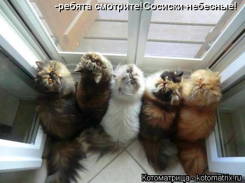 -ребята смотрите!Сосиски небесные!... Котоматрица: -ребята смотрите!Сосиски небесные!