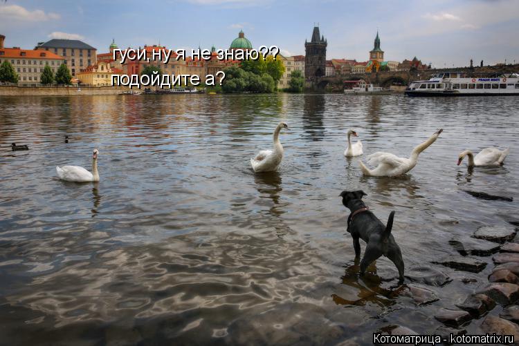 гуси,ну я не знаю?? подойдите а?... Котоматрица: гуси,ну я не знаю?? подойдите а?