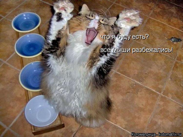 что я буду есть? все мыши разбежались!... Котоматрица: что я буду есть? все мыши разбежались!