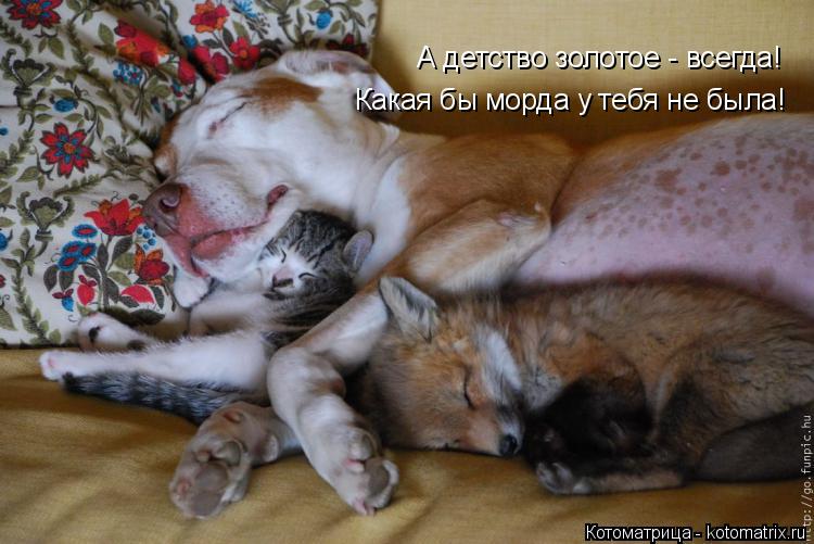 А детство золотое - всегда! Какая бы морда у тебя не была!... Котоматрица: А детство золотое - всегда! Какая бы морда у тебя не была!