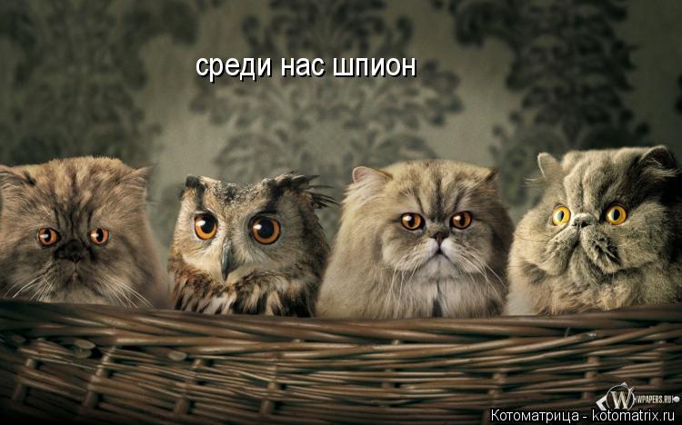 среди нас шпион... Котоматрица: среди нас шпион