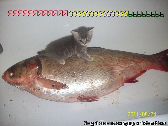 ЯЯЯЯЯЯЯЯЯЯЯЯ ЗЗЗЗЗЗЗЗЗЗЗЗЗЗ ЬЬЬЬЬЬЬЬ... Котоматрица: ЯЯЯЯЯЯЯЯЯЯЯЯ ЗЗЗЗЗЗЗЗЗЗЗЗЗЗ ЬЬЬЬЬЬЬЬ