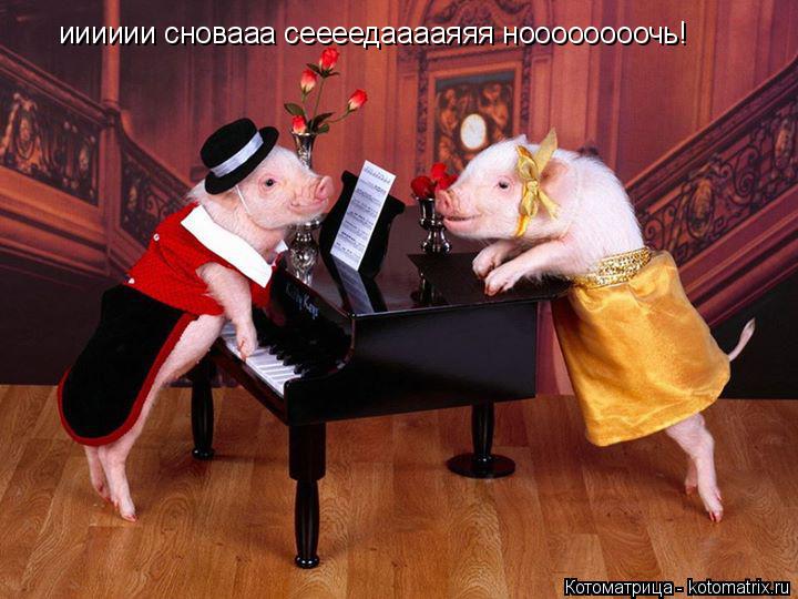ииииии сновааа сеееедааааяяя ноооооооочь!... Котоматрица: ииииии сновааа сеееедааааяяя ноооооооочь!