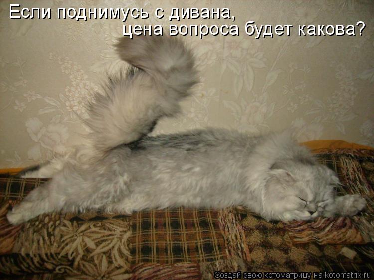 Если поднимусь с дивана, цена вопроса будет какова?... Котоматрица: Если поднимусь с дивана, цена вопроса будет какова?