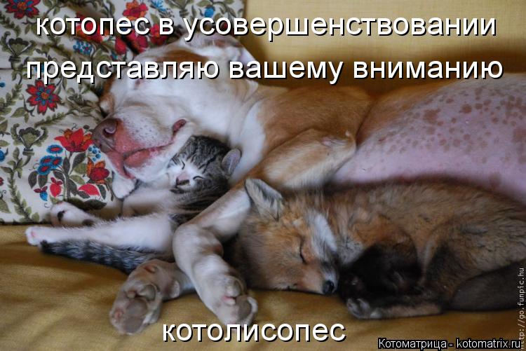 котопес в усовершенствовании представляю вашему вниманию котолисопес... Котоматрица: котопес в усовершенствовании представляю вашему вниманию котолисопес