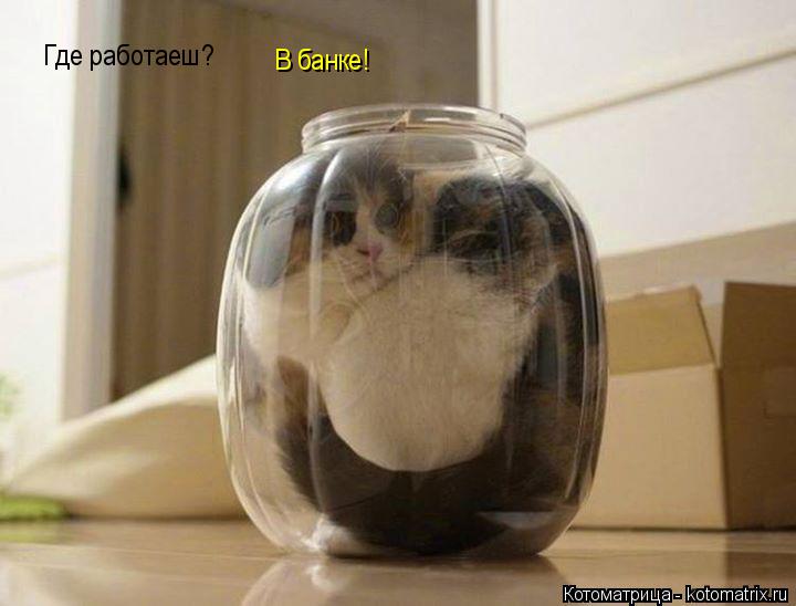 Где работаеш? В банке!... Котоматрица: Где работаеш? В банке!