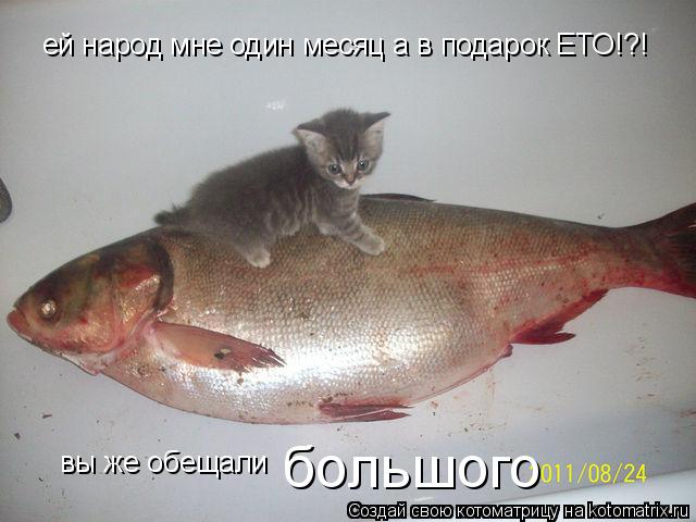 ей народ мне один месяц а в подарок ЕТО!?! вы же обещали большого... Котоматрица: ей народ мне один месяц а в подарок ЕТО!?! вы же обещали большого