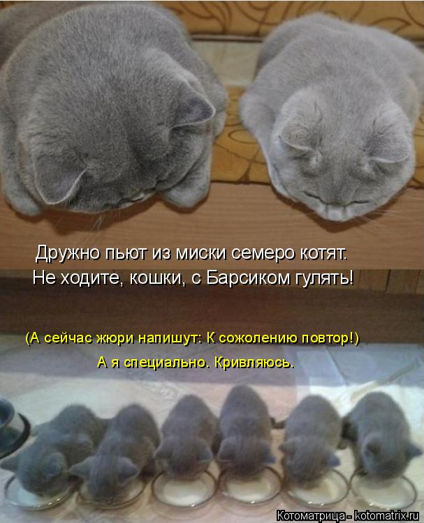 Дружно пьют из миски семеро котят. Не ходите, кошки, с Барсиком гулять! (А сейчас жюри напишут: К сож... Котоматрица: Дружно пьют из миски семеро котят. Не ходите, кошки, с Барсиком гулять! (А сейчас жюри напишут: К сожолению повтор!) А я специально. Кривляюсь.