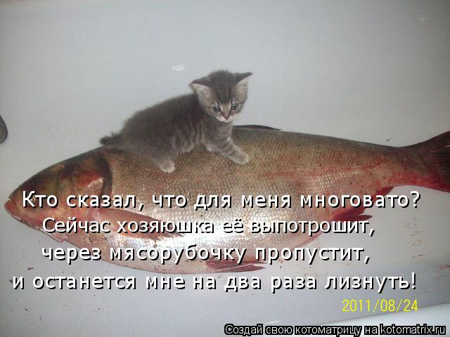 Кто сказал, что для меня многовато? Сейчас хозяюшка её выпотрошит, через мясорубочку пропустит, и ос... Котоматрица: Кто сказал, что для меня многовато? Сейчас хозяюшка её выпотрошит, через мясорубочку пропустит, и останется мне на два раза лизнуть!