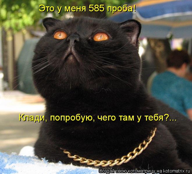 Это у меня 585 проба! Клади, попробую, чего там у тебя?...... Котоматрица: Это у меня 585 проба! Клади, попробую, чего там у тебя?...