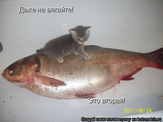 Даже не вякайте! Это вторая!... Котоматрица: Даже не вякайте! Это вторая!