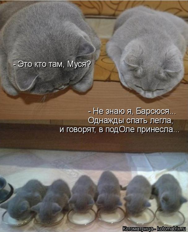 - Не знаю я, Барсюся... Однажды спать легла, и говорят, в подОле принесла... - Это кто там, Муся?... Котоматрица: - Не знаю я, Барсюся... Однажды спать легла, и говорят, в подОле принесла... - Это кто там, Муся?