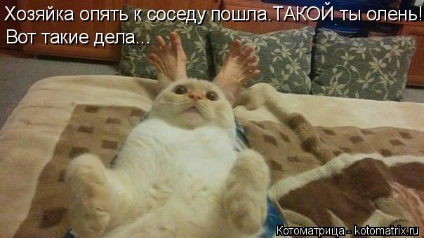 Хозяйка опять к соседу пошла.ТАКОЙ ты олень! Вот такие дела...... Котоматрица: Хозяйка опять к соседу пошла.ТАКОЙ ты олень! Вот такие дела...