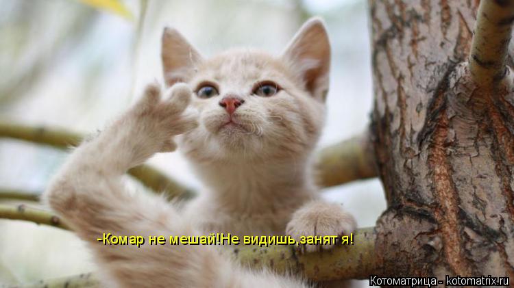 -Комар не мешай!Не видишь,занят я!... Котоматрица: -Комар не мешай!Не видишь,занят я!