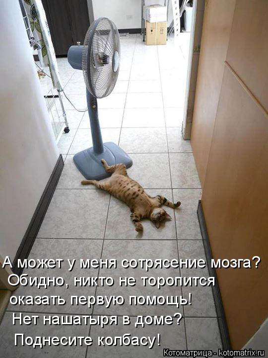 А может у меня сотрясение мозга? Обидно, никто не торопится оказать первую помощь! Нет нашатыря в до... Котоматрица: А может у меня сотрясение мозга? Обидно, никто не торопится оказать первую помощь! Нет нашатыря в доме? Поднесите колбасу!