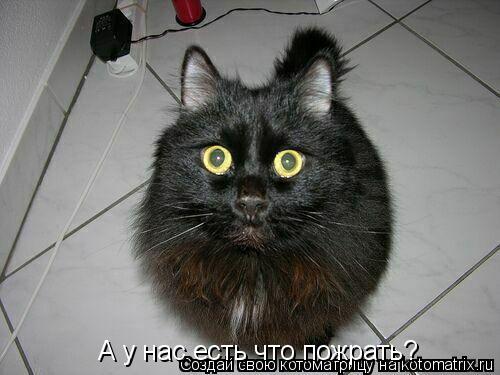 А у нас есть что пожрать? А у нас есть что пожрать?... Котоматрица: А у нас есть что пожрать? А у нас есть что пожрать?