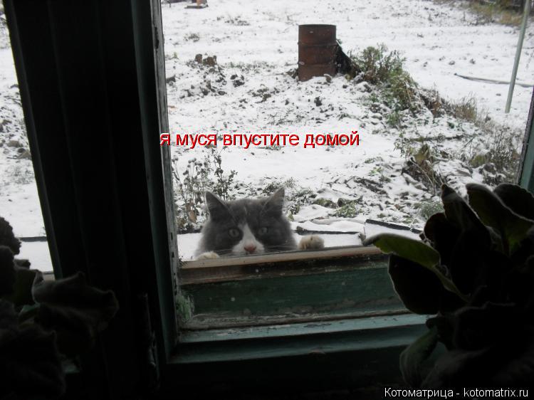 я муся впустите домой я муся впустите домой... Котоматрица: я муся впустите домой я муся впустите домой