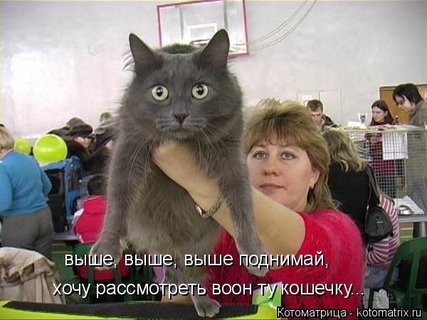 выше, выше, выше поднимай, хочу рассмотреть воон ту кошечку...... Котоматрица: выше, выше, выше поднимай, хочу рассмотреть воон ту кошечку...