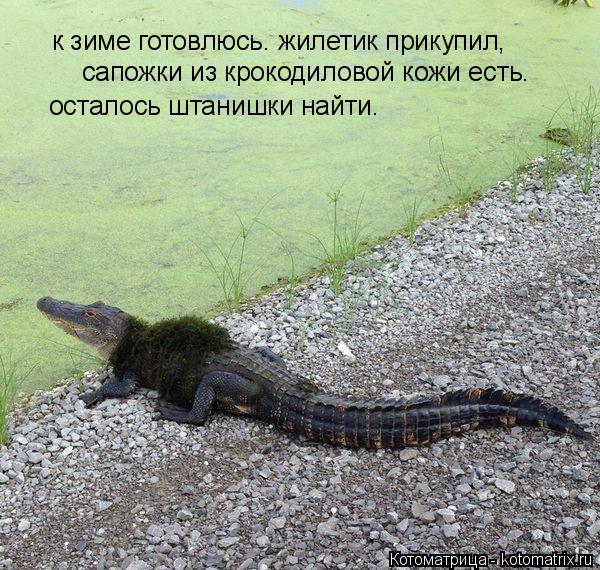 Котоматрица: к зиме готовлюсь. жилетик прикупил, сапожки из крокодиловой кожи есть. осталось штанишки найти.