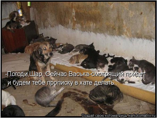 Котоматрица: -Погоди,Шар..Сейчас Васька-смотрящий придет и будем тебе прописку в хате делать..