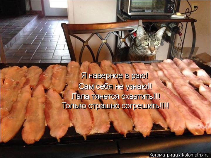 Я наверное в раю! Только страшно согрешить!!!! Лапа тянется схватить!!! Сам себя не узнаю!!... Котоматрица: Я наверное в раю! Только страшно согрешить!!!! Лапа тянется схватить!!! Сам себя не узнаю!!