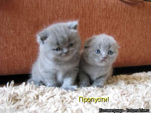 Котоматрица: Пропусти!