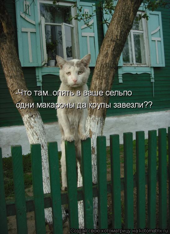 Котоматрица: -Что там..опять в ваше сельпо одни макароны да крупы завезли??