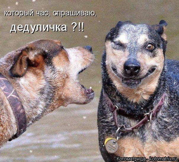 который час, спрашиваю, дедуличка ?!!... Котоматрица: который час, спрашиваю, дедуличка ?!!