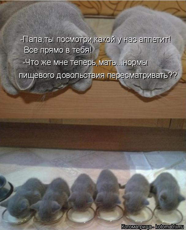-Папа,ты посмотри,какой у нас аппетит! Все прямо в тебя! -Что же мне теперь,мать...нормы пищевого до... Котоматрица: -Папа,ты посмотри,какой у нас аппетит! Все прямо в тебя! -Что же мне теперь,мать...нормы пищевого довольствия пересматривать??