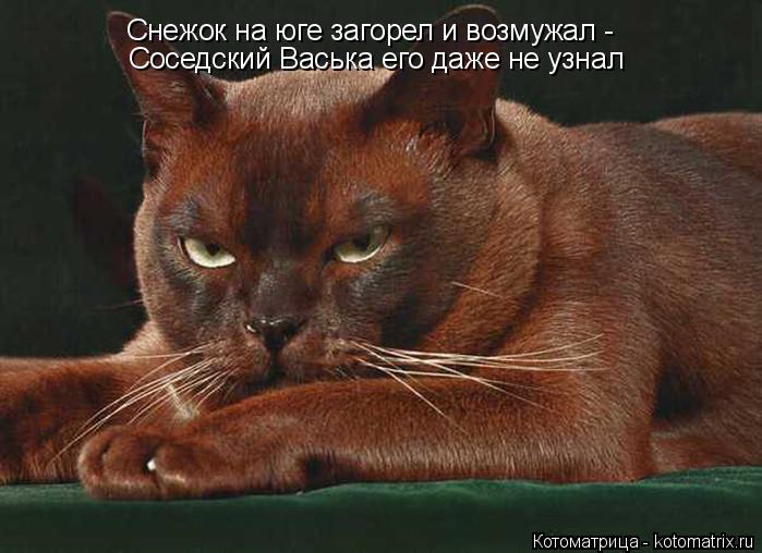 Снежок на юге загорел и возмужал - Соседский Васька его даже не узнал... Котоматрица: Снежок на юге загорел и возмужал - Соседский Васька его даже не узнал