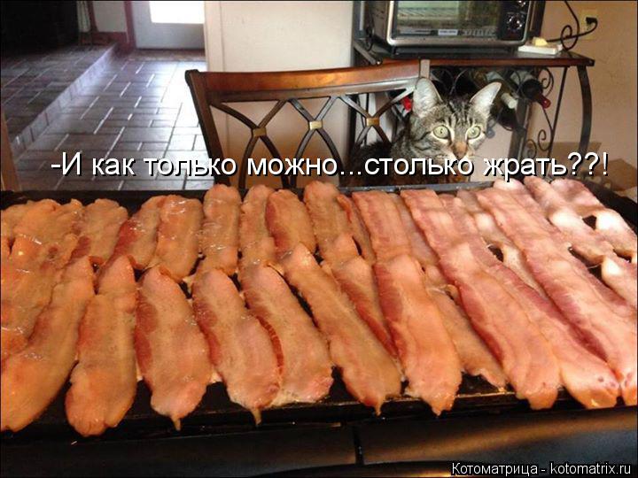 Котоматрица: -И как только можно...столько жрать??!