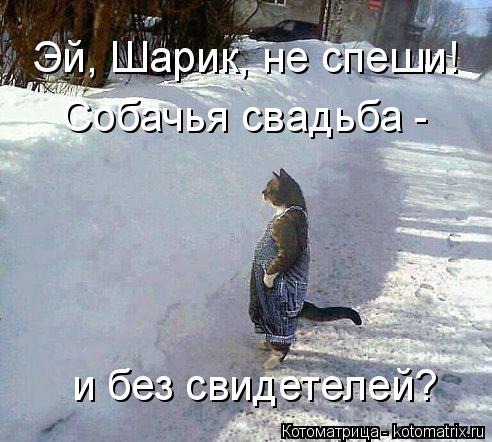 Котоматрица: Эй, Шарик, не спеши! Собачья свадьба -  и без свидетелей?