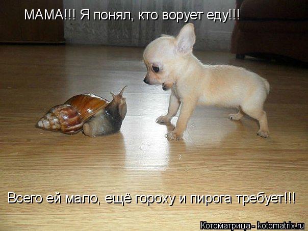 Котоматрица: МАМА!!! Я понял, кто ворует еду!!! Всего ей мало, ещё гороху и пирога требует!!!