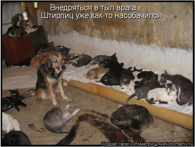 Внедряться в тыл врага Штирлиц уже как-то насобачился... Котоматрица: Внедряться в тыл врага Штирлиц уже как-то насобачился
