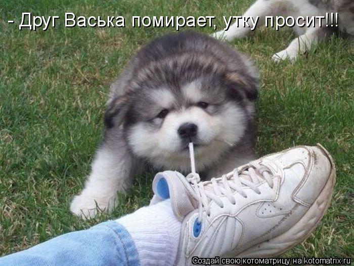 - Друг Васька помирает, утку просит!!!... Котоматрица: - Друг Васька помирает, утку просит!!!