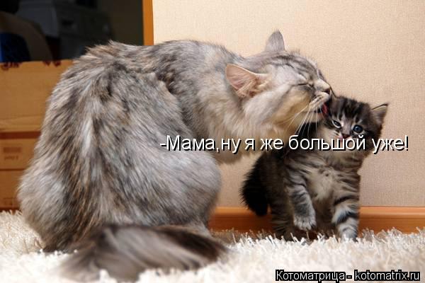 Котоматрица: -Мама,ну я же большой уже!