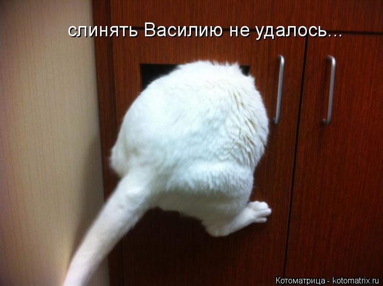 слинять Василию не удалось...... Котоматрица: слинять Василию не удалось...