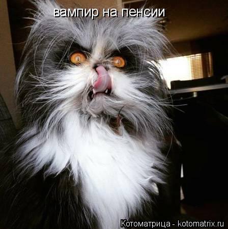 вампир на пенсии... Котоматрица: вампир на пенсии