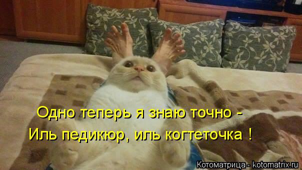 Одно теперь я знаю точно - Иль педикюр, иль когтеточка !... Котоматрица: Одно теперь я знаю точно - Иль педикюр, иль когтеточка !