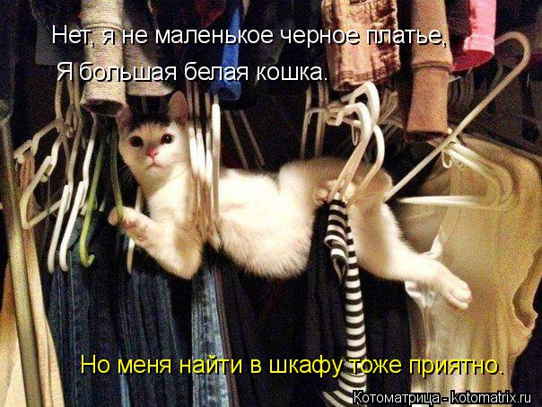 Нет, я не маленькое черное платье, Я большая белая кошка. Но меня найти в шкафу тоже приятно.... Котоматрица: Нет, я не маленькое черное платье, Я большая белая кошка. Но меня найти в шкафу тоже приятно.
